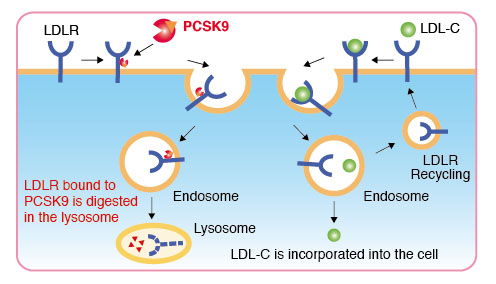 Novel PCSK9 antibody drugs have been evaluated in our company